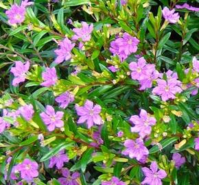 Hlazenec ohnivý (Japonská myrta)