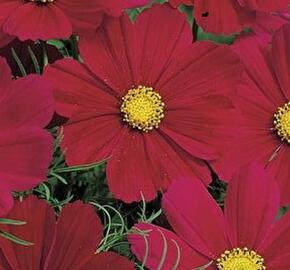 Krásenka zpeřená 'Sonata Carmine' - Cosmos bipinnatus 'Sonata Carmine'