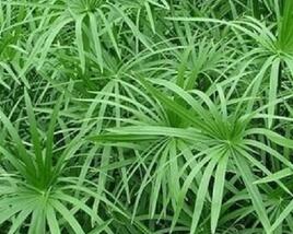 Šáchor střídavolistý