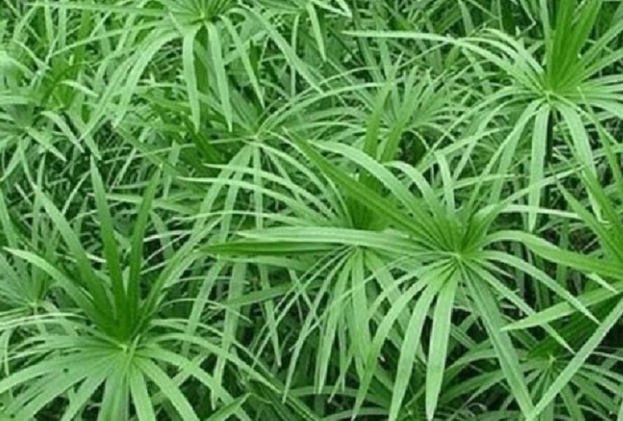 Šáchor střídavolistý - Cyperus alternifolius
