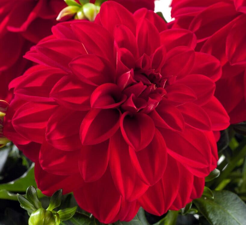 Jiřina 'Labella Medio Red' - Dahlia 'Labella Medio Red'