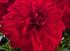 Jiřina 'Labella Medio Red' - Dahlia 'Labella Medio Red'