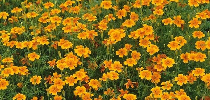 Aksamitník tenkolistý 'Luna Orange' - Tagetes tenuifolia 'Luna Orange'
