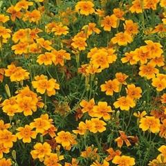 Aksamitník tenkolistý 'Luna Orange' - Tagetes tenuifolia 'Luna Orange'