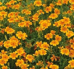 Aksamitník tenkolistý 'Luna Orange' - Tagetes tenuifolia 'Luna Orange'