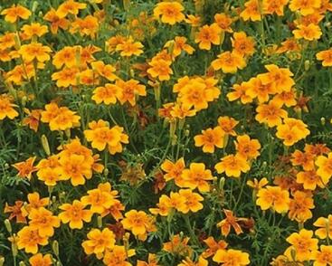 Aksamitník tenkolistý 'Luna Orange'