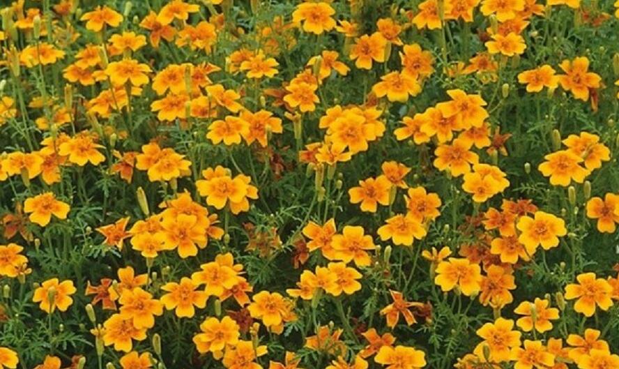 Aksamitník tenkolistý 'Luna Orange' - Tagetes tenuifolia 'Luna Orange'