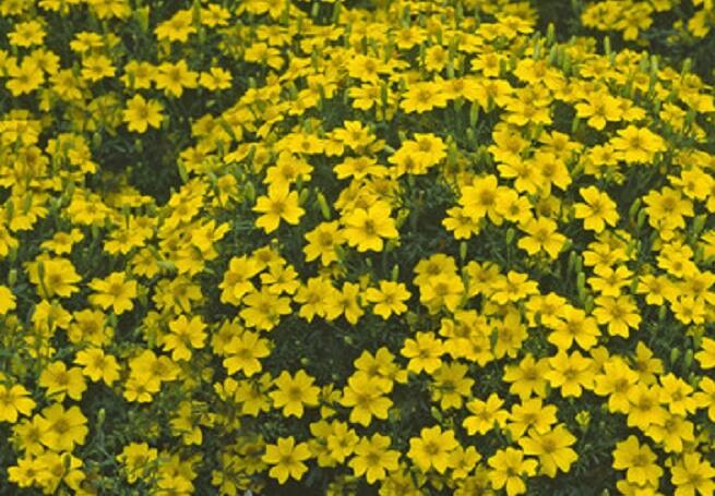 Aksamitník tenkolistý 'Luna Golden Yellow' - Tagetes tenuifolia 'Luna Golden Yellow'