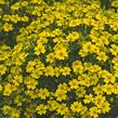 Aksamitník tenkolistý 'Luna Golden Yellow' - Tagetes tenuifolia 'Luna Golden Yellow'