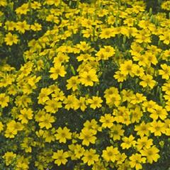 Aksamitník tenkolistý 'Luna Golden Yellow' - Tagetes tenuifolia 'Luna Golden Yellow'