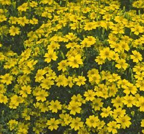 Aksamitník tenkolistý 'Luna Golden Yellow' - Tagetes tenuifolia 'Luna Golden Yellow'