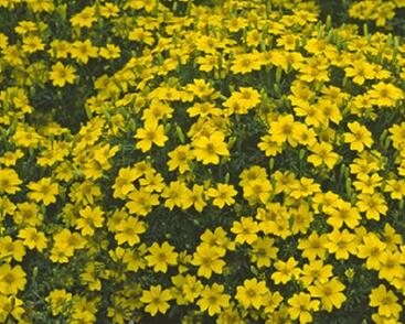 Aksamitník tenkolistý 'Luna Golden Yellow'