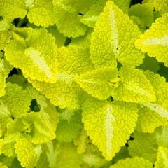 Hluchavka skvrnitá 'Aureum' - Lamium maculatum 'Aureum'