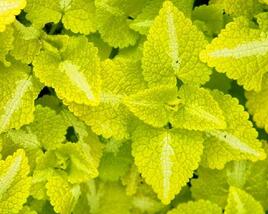 Hluchavka skvrnitá 'Aureum'