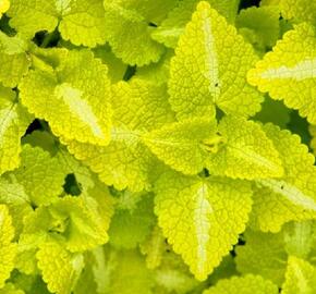 Hluchavka skvrnitá 'Aureum' - Lamium maculatum 'Aureum'