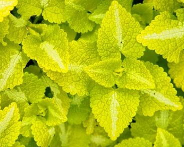 Hluchavka skvrnitá 'Aureum'