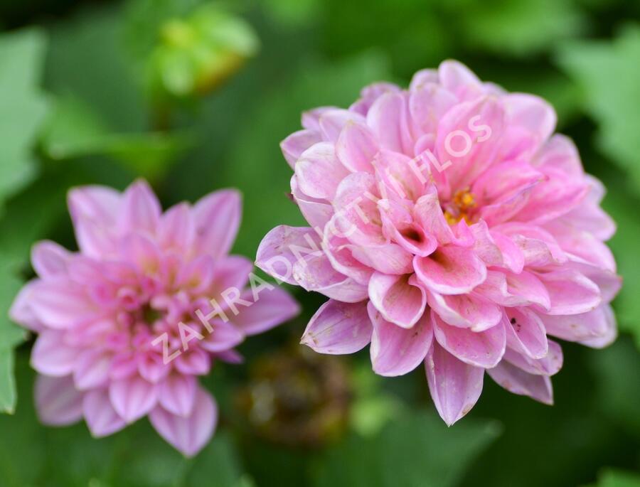 Jiřina 'DahLove Special Sunrise' - Dahlia 'DahLove Special Sunrise'