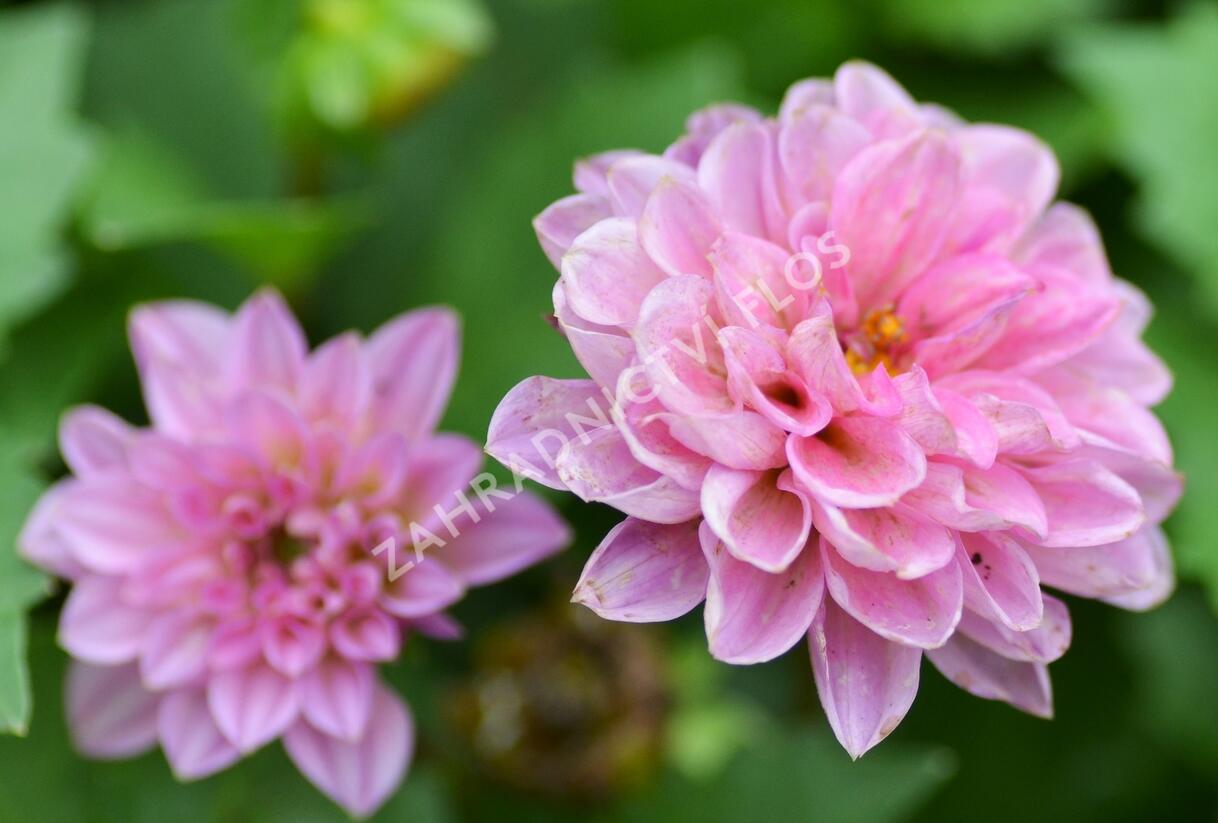 Jiřina 'DahLove Special Sunrise' - Dahlia 'DahLove Special Sunrise'