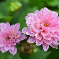 Jiřina 'DahLove Special Sunrise' - Dahlia 'DahLove Special Sunrise'