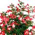cilko-fuchsie-jollies-trailing-versailles.jpg