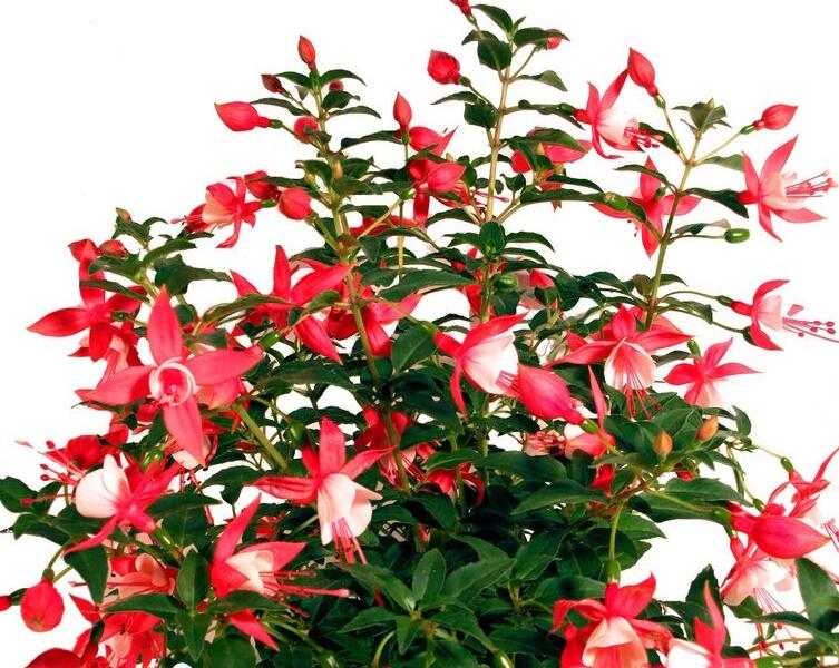 Fuchsie, čílko 'Jollies Trailing Versailles' - Fuchsia hybrida 'Jollies Trailing Versailles'