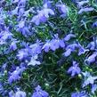 Lobelka 'Bella Pot Oceano' - Lobelia erinus 'Bella Pot Oceano'