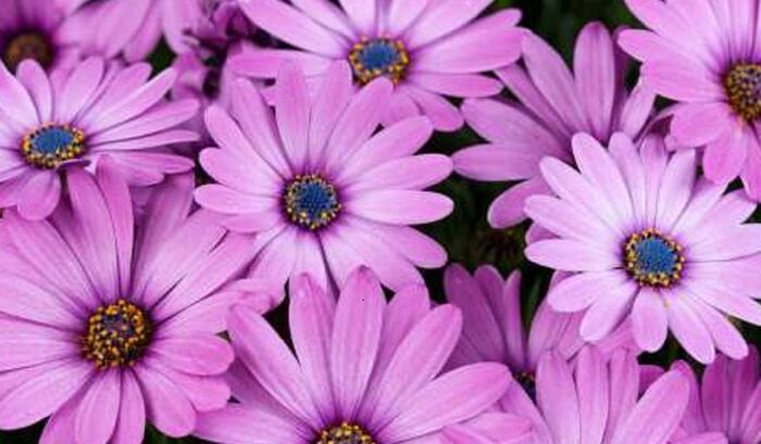 Dvoutvárka 'Osticade Pink' - Osteospermum ecklonis 'Osticade Pink'