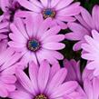 Dvoutvárka 'Osticade Pink' - Osteospermum ecklonis 'Osticade Pink'