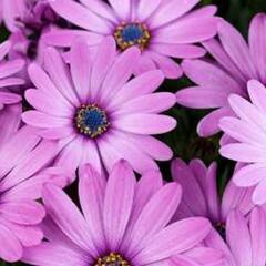 Dvoutvárka 'Osticade Pink' - Osteospermum ecklonis 'Osticade Pink'