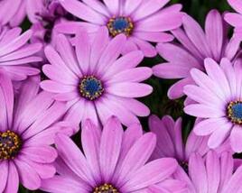 Dvoutvárka 'Osticade Pink'