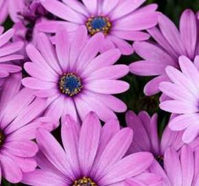 Dvoutvárka 'Osticade Pink' - Osteospermum ecklonis 'Osticade Pink'