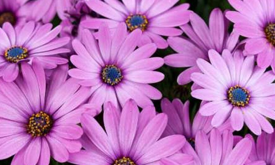 Dvoutvárka 'Osticade Pink' - Osteospermum ecklonis 'Osticade Pink'