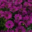 Dvoutvárka 'Osticade Purple' - Osteospermum ecklonis 'Osticade Purple'