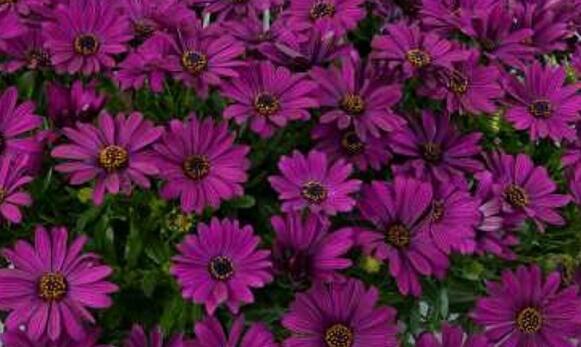 Dvoutvárka 'Osticade Purple' - Osteospermum ecklonis 'Osticade Purple'
