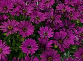 Dvoutvárka 'Osticade Purple' - Osteospermum ecklonis 'Osticade Purple'