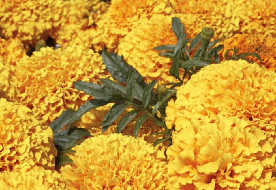 Aksamitník vzpřímený, afrikán 'Antigua Gold' - Tagetes erecta 'Antigua Gold'