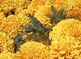Aksamitník vzpřímený, afrikán 'Antigua Gold' - Tagetes erecta 'Antigua Gold'