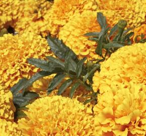 Aksamitník vzpřímený, afrikán 'Antigua Gold' - Tagetes erecta 'Antigua Gold'