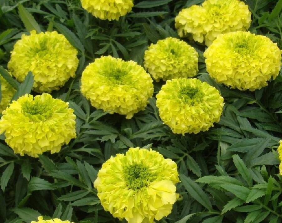 Aksamitník vzpřímený, afrikán 'Antigua Primrose' - Tagetes erecta 'Antigua Primrose'