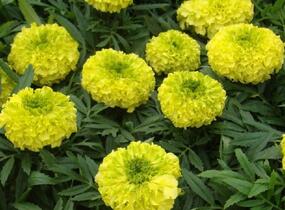 Aksamitník vzpřímený, afrikán 'Antigua Primrose' - Tagetes erecta 'Antigua Primrose'