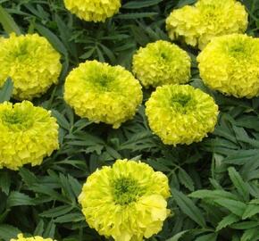 Aksamitník vzpřímený, afrikán 'Antigua Primrose' - Tagetes erecta 'Antigua Primrose'