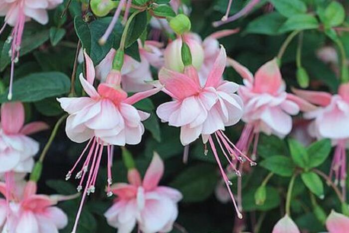 Fuchsie, čílko 'Southgate' - Fuchsia hybrida 'Southgate'