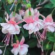 Fuchsie, čílko 'Southgate' - Fuchsia hybrida 'Southgate'
