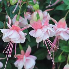 Fuchsie, čílko 'Southgate' - Fuchsia hybrida 'Southgate'