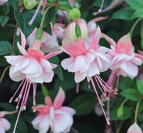 Fuchsie, čílko 'Southgate' - Fuchsia hybrida 'Southgate'