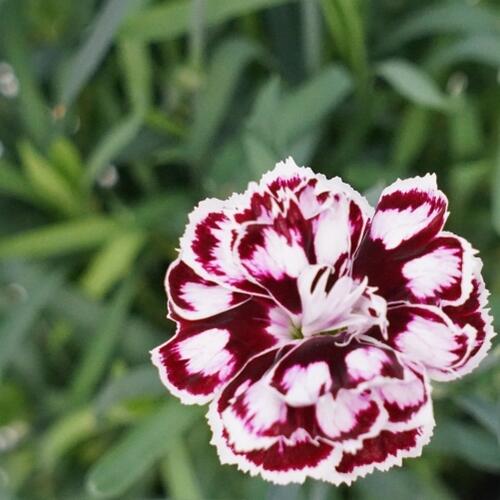 Hvozdík karafiát 'Capitan Calizo' - Dianthus caryophyllus 'Capitan Calizo'