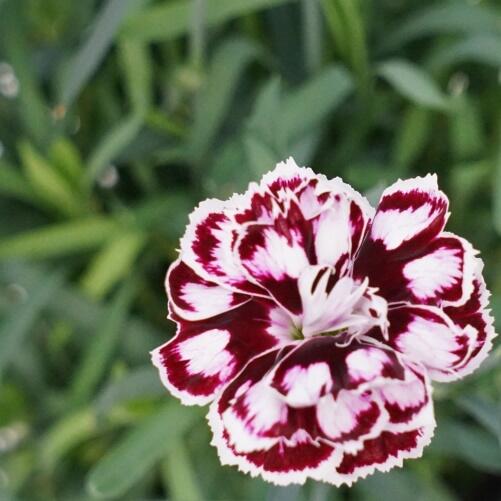 Hvozdík karafiát 'Capitan Calizo' - Dianthus caryophyllus 'Capitan Calizo'