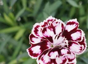 Hvozdík karafiát 'Capitan Calizo' - Dianthus caryophyllus 'Capitan Calizo'