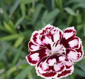 Hvozdík karafiát 'Capitan Calizo' - Dianthus caryophyllus 'Capitan Calizo'