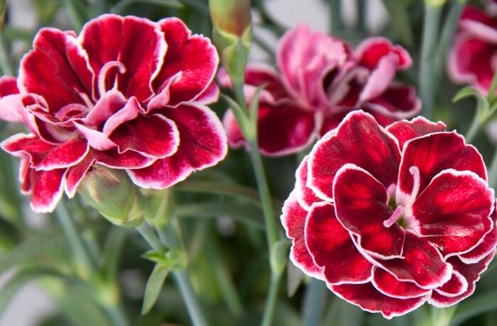 Hvozdík karafiát 'Capitan Colón' - Dianthus caryophyllus 'Capitan Colón'